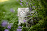 Fototapeta Koty - Britisch Langhaar Kätzchen im Garten, spielt im Lavendel, Sommer