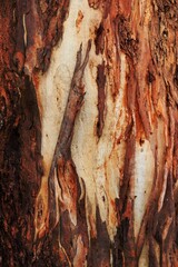 Tree bark abstract