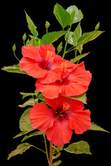 Wall Mural - Hibiscus rouge sur fond noir 