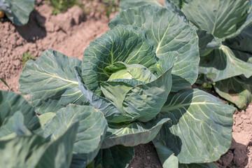 Wall Mural - cabbage - a head of cabbage with large green leaves in rows in the field