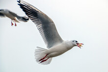 A Beautiful Seagull With Big Wings And Bread In Its Mouth Flies In The Gray Sky