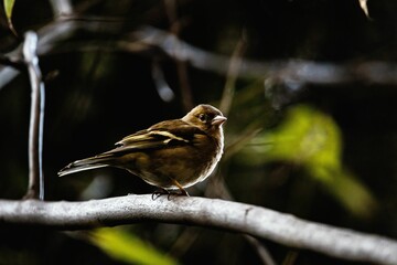 closeup of beautiful common chaffinch bird sitting on tree branch in forest on blurry background