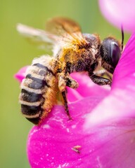 Poster - Macro shot of honey bee collecting nectar from Sweet pea flower on sunny day on blurry background