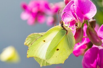 Sticker - Macro shot of Common brimstone butterfly sitting on pink Sweet pea flower on sunny day