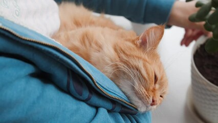 Wall Mural - Woman puts sleepy ginger cat in her bosom of hoody. Pet owner. Cat lover. Woman strokes cute fluffy pet. Room succulent plants on window sill.