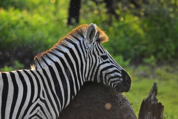 Canvas Print - Selective focus shot of a zebra at sunrise in a national park