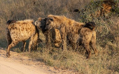 Spotted hyena in a huddle in Kruger National Park