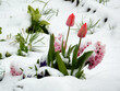 Leinwandbild Motiv Tulpen und Frühlingsblumen im Schnee, 