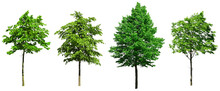 Four Green Leafy Deciduous Trees Standing Isolated