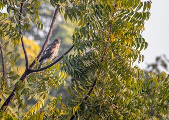 Canvas Print - Beautiful Shikra bird standing on a tree branch with green leaves