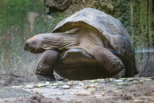 The Aldabra Giant Tortoise Or Aldabrachelys Gigantea Is One Of The Largest Tortoises In The World.