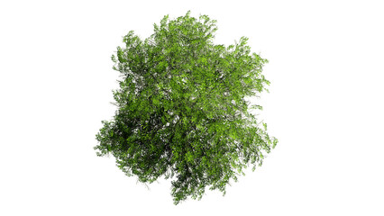 3D Top view Green Trees Isolated on PNGs transparent background , Use for visualization in architectural design or garden decorate	

