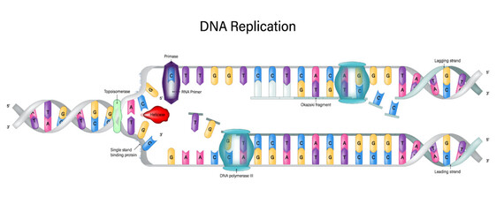 Wall Mural - DNA Replication diagram. DNA Polymerase enzyme syntheses. Synthesis of leading strand and lagging strand during DNA replication. Okazaki fragment.