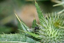 Black Fly On A Scotch Thistle Plant In A Field In Cotacachi, Ecuador