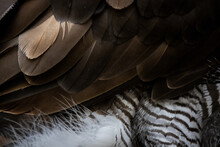 Bird Wing With Brown Feathers
