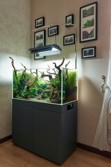 Poster -  Corner view of beautiful freshwater aquascape with live aquarium plants, Frodo stones, redmoor roots covered by java moss and a school of blue neon tetra fish. 