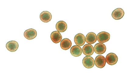 Sticker - Bacteria methicillin-resistant Staphylococcus aureus MRSA