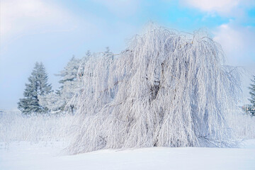 Wall Mural - Weeping Mulberry tree covered in frost and snow.