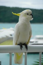 Vertical Shot Of A Yellow-crested Cockatoo Parrot Perched On A White Fence On An Isolated Background