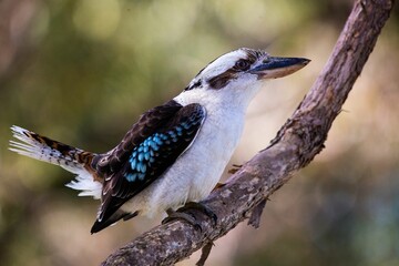 Sticker - Laughing kookaburra bird perching on tree branch with blur background