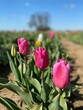 Vertical closeup shot of pink tulips planted with bushes in a field