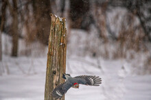 Red Bellied Woodpecker Flying