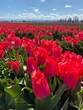 Vertical closeup shot of red tulips planted with bushes in a field