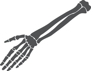 skeleton hand. human bone structure. medical anatomy