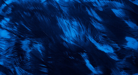 Wall Mural - blue hawk feathers with visible detail. background or texture