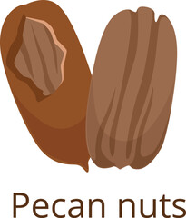 Wall Mural - Pecan nut icon. Cartoon raw vegan snack