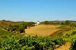 Countryside with vineyards and agricultural fields