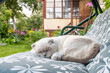 © Юлия Завалишина - Funny short haired domestic white British cat sleeping on garden swing sofa. Kitten resting and relax in sun outdoors in backyard on summer day. Pet care and animals concept