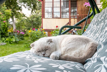 Funny Short Haired Domestic White British Cat Sleeping On Garden Swing Sofa. Kitten Resting And Relax In Sun Outdoors In Backyard On Summer Day. Pet Care And Animals Concept