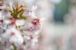 Closeup of a dreamy blooming cherry flower in a selective focus