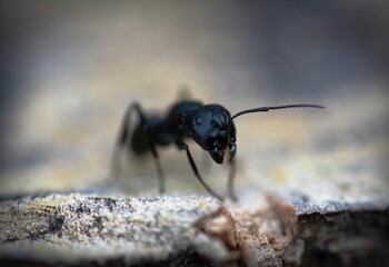 Wall Mural - Selective focus shot of the head of Japanese carpenter ant on blur background