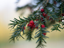 Yew Tree With Red Berries.