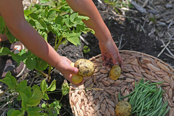 A child is harvesting in the vegetable garden.