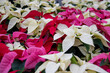 red and white flowers poinsettias