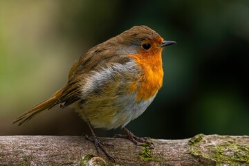 Wall Mural - Closeup shot of a beautiful robin bird perched on a branch