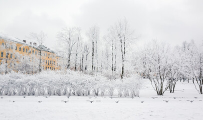 Wall Mural - Snowy park with frozen trees on a winter day. St-Petersburg