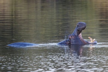 Wall Mural - Aggressive hippo. Wild animal in the nature habitat. African wildlife. This is Africa. Namibia. Hippopotamus amphibius.