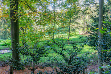 Wall Mural - Trees with yellow green foliage with a stream surrounded by green grass in background, wooded landscape on a sunny autumn day in Landgoed Vliek or Vliekerbos nature reserve, South Limburg, Netherlands