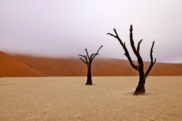 Wall Mural - Dead Camelthorn Trees against red dunes and blue sky in Deadvlei, Sossusvlei. Namib-Naukluft National Park, Namibia, Africa