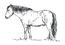 Horse - Animal, Hand Drawn Illustration