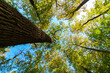 Wide angle view of trees in the forest. Carbon net zero concept photo