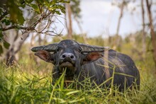 Domestic Water Buffalo (Bubalus Bubalis) In A Natural Setting With Grass In The Foreground