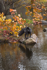 Wall Mural - Silver Fox (Vulpes vulpes) Stands on Rock Turned Left Reflected Autumn