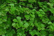 young spring green linden leaves as background