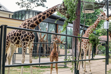 Wall Mural - Beautiful giraffes in zoological garden