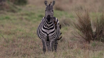 Poster - Oxpeckers on a Zebra in Africa 